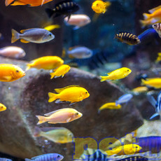 Assorted "Mbuna" African Cichlid