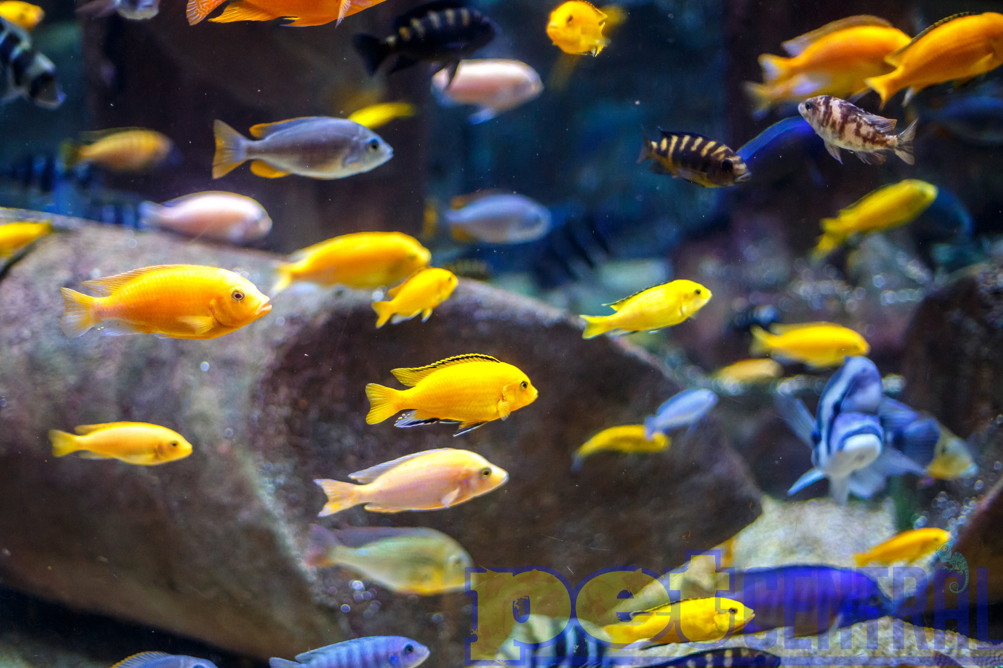 Mbuna African Cichlids For Sale Pet Central Pet Central   Assorted Mbuna African Cichlid 