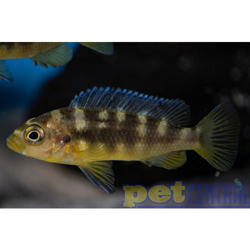 Bumblebee Ornatus XL Bumblebee Ornatus XL