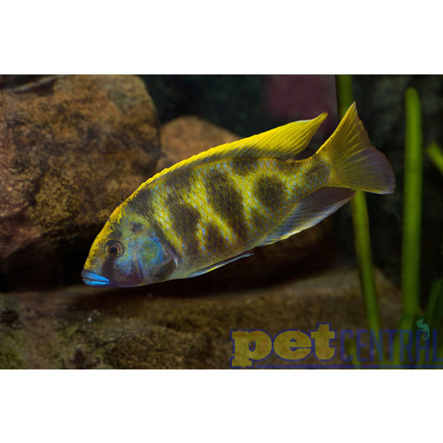 Venustus LG Venustus LG