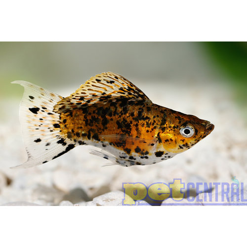 Assorted Balloon Molly RG Assorted Balloon Molly RG