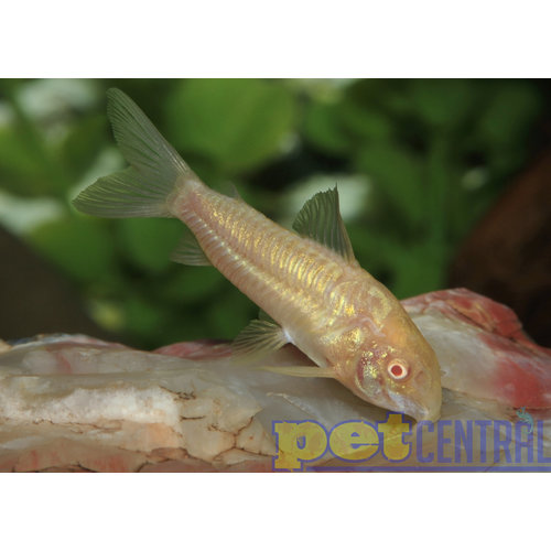 Albino Cory Cat RG Albino Cory Cat RG