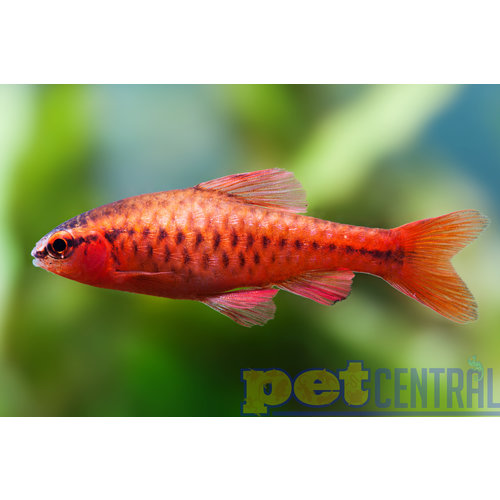 Cherry Barb Male RG Cherry Barb Male RG