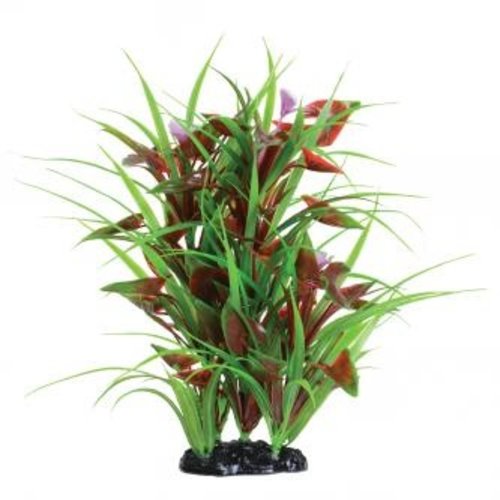 Underwater Treasures Flowering Arrowhead Underwater Treasures Flowering Arrowhead