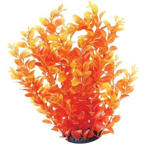 Underwater Treasures Orange Cardamine Underwater Treasures Orange Cardamine