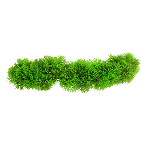 Underwater Treasures Creeping Jenny Underwater Treasures Creeping Jenny