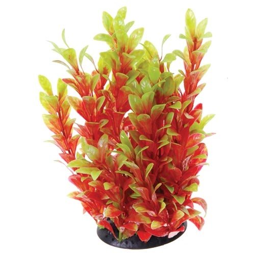 Underwater Treasures Red Ludwigia Underwater Treasures Red Ludwigia