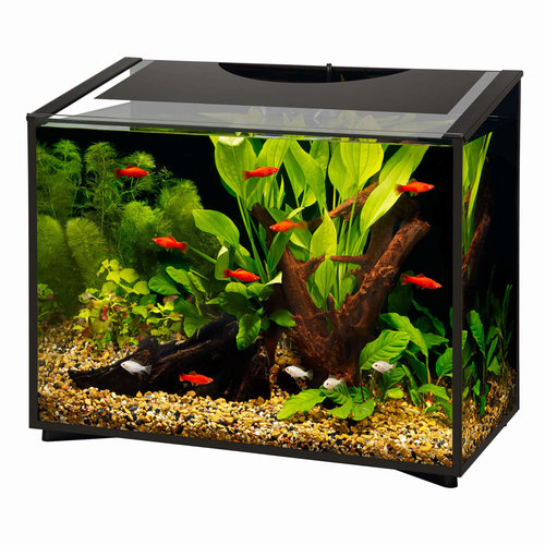 Aqueon Aqueon Ascent Frameless Aquarium Kit Aqueon Aqueon Ascent Frameless Aquarium Kit