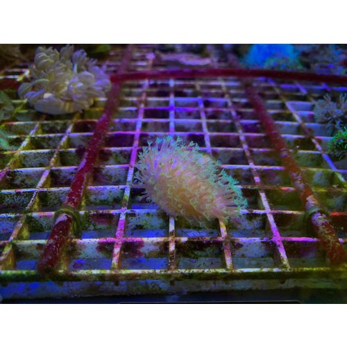 Toadstool Metallic Green Frag Toadstool Metallic Green Frag
