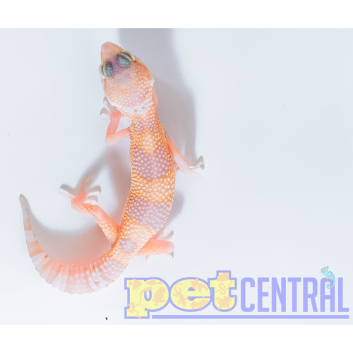 Albino Eclipse Leopard Gecko Albino Eclipse Leopard Gecko