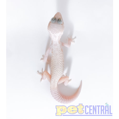 Albino Leucistic Mack Snow Leopard Gecko Albino Leucistic Mack Snow Leopard Gecko