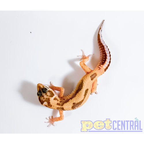 Aptor Leopard Gecko Juvenile Unsexed Aptor Leopard Gecko Juvenile Unsexed