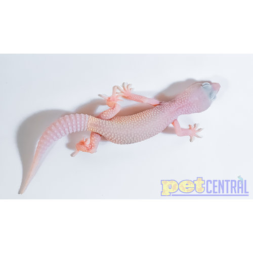 Blazing Blizzard Leopard Gecko Blazing Blizzard Leopard Gecko