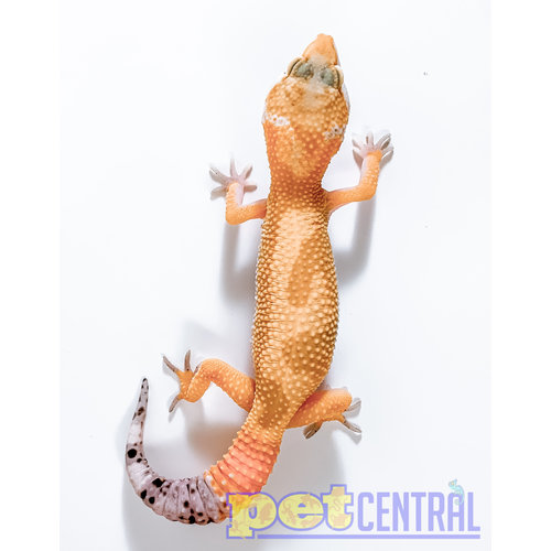 Hypomelanistic Jungle Designer Leopard Gecko Hypomelanistic Jungle Designer Leopard Gecko