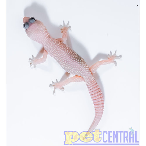 Diablo Blanco (Solid Red Eyes) Leopard Gecko Diablo Blanco (Solid Red Eyes) Leopard Gecko