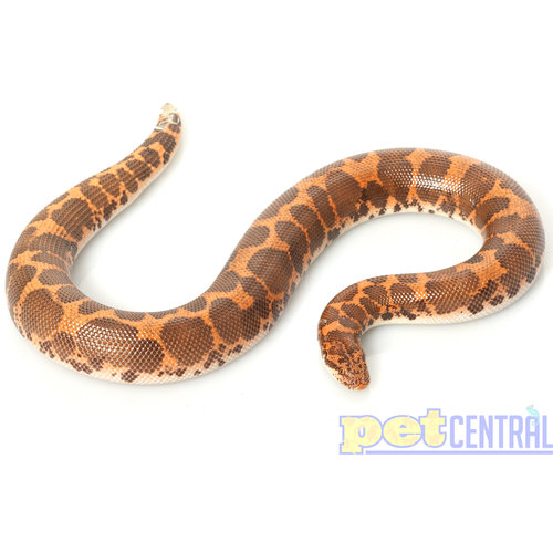 Kenyan Sand Boa Baby Kenyan Sand Boa Baby