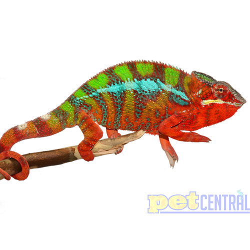 WYSIWYG Blue Bar Ambilobe Panther Chameleon Male Adult WYSIWYG Blue Bar Ambilobe Panther Chameleon Male Adult