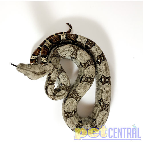 Colombian Red Tail Boa Baby Colombian Red Tail Boa Baby