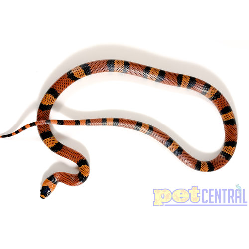 Pueblan Milksnake Juvenile Pueblan Milksnake Juvenile
