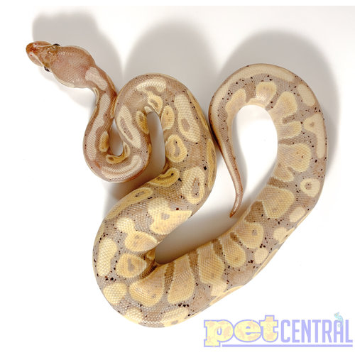 WYSIWYG Banana Ball Python Juvenile WYSIWYG Banana Ball Python Juvenile