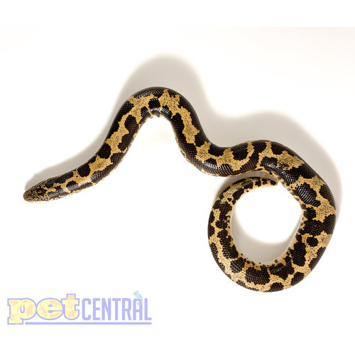 Kenyan Sand Boa Sub Adult Kenyan Sand Boa Sub Adult