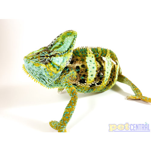WYSIWYG Veiled Chameleon Male Adult XL WYSIWYG Veiled Chameleon Male Adult XL
