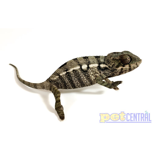 WYSIWYG Nosy Mitsio Panther Chameleon Female Baby WYSIWYG Nosy Mitsio Panther Chameleon Female Baby