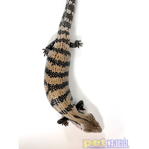 WYSIWYG Halmahera Blue Tongue Skink LG WYSIWYG Halmahera Blue Tongue Skink LG