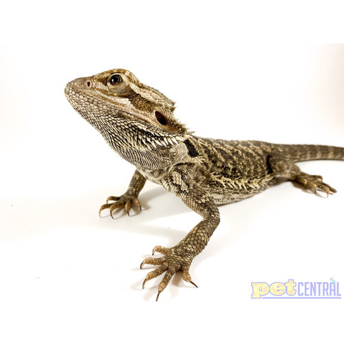 Bearded Dragon Sub-Adult Bearded Dragon Sub-Adult