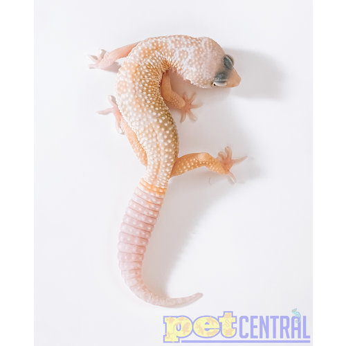 Albino Leucistic Leopard Gecko Juvenile Albino Leucistic Leopard Gecko Juvenile