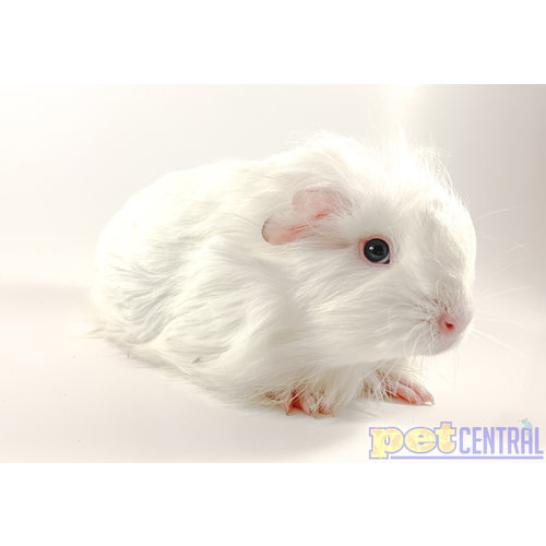 Absynnian Silkie Guinea Pig Female Baby Absynnian Silkie Guinea Pig Female Baby