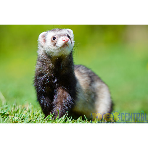 Marshall Pet Products Baby Ferret Marshall Pet Products Baby Ferret