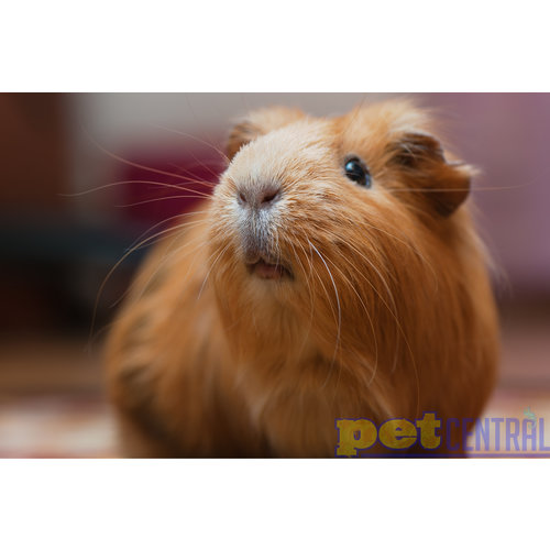 Guinea Pig Adult Female Guinea Pig Adult Female