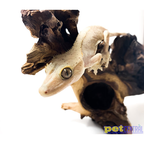 Flame Crested Gecko w/ Dal Spots ♀ Sub-Adult Flame Crested Gecko w/ Dal Spots ♀ Sub-Adult