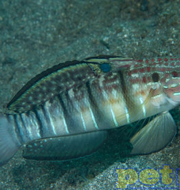 Dragon Goby MD