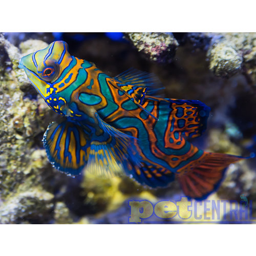 Green Mandarin XL Green Mandarin XL