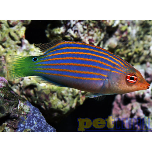 Six Line Wrasse LG Six Line Wrasse LG