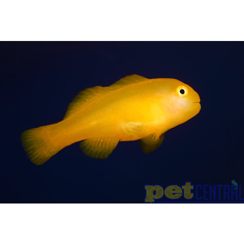 Yellow Clown Goby Yellow Clown Goby