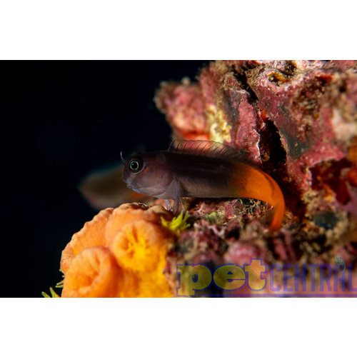 Bicolor Blenny LG Bicolor Blenny LG