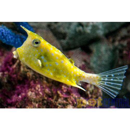 Longhorn Cowfish Jumbo Longhorn Cowfish Jumbo