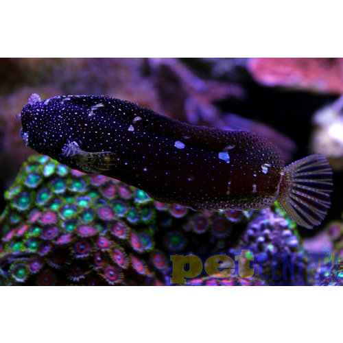 Starry Blenny SM Starry Blenny SM