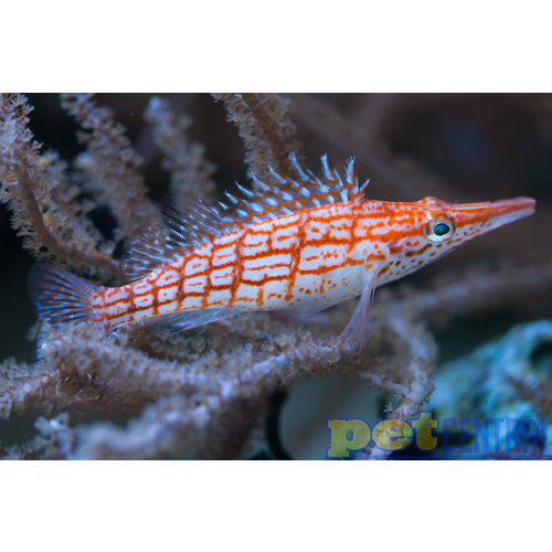Longnose Hawkfish LG Longnose Hawkfish LG