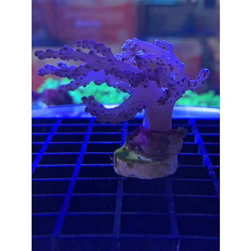 Kenya Tree Frag (1") Kenya Tree Frag (1")