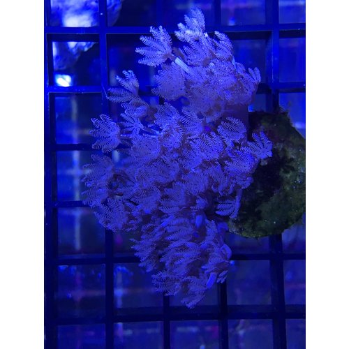 Pulsing Xenia Frag (1-2") Pulsing Xenia Frag (1-2")