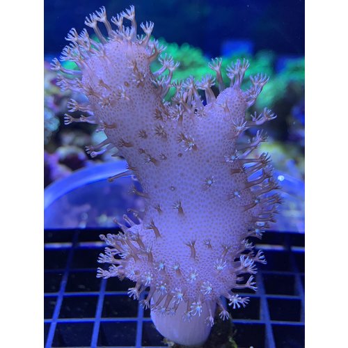 Devil's Hand Frag Devil's Hand Frag