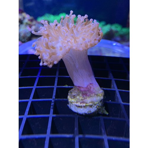 Pin Cushion Toadstool Frag Pin Cushion Toadstool Frag