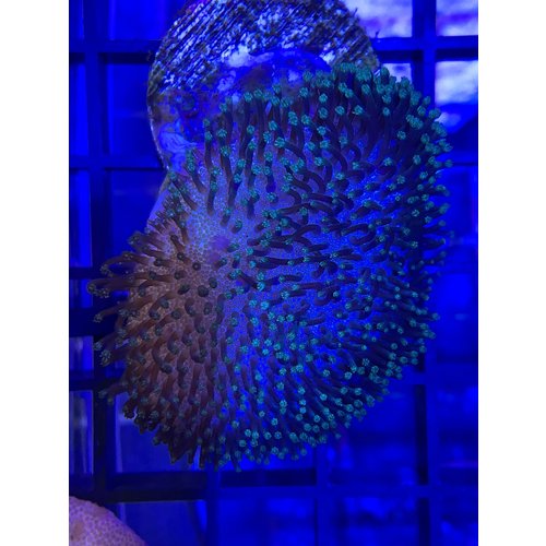 Green Polyp Toadstool Frag (1") Green Polyp Toadstool Frag (1")