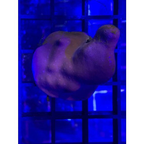 Blue Ridge Coral Frag (1") Blue Ridge Coral Frag (1")