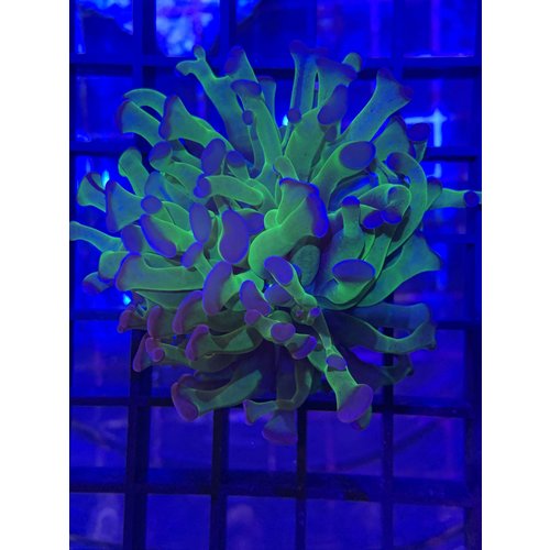 Purple Tip Branching Hammer Frag 1HD Purple Tip Branching Hammer Frag 1HD