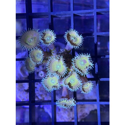 Green Button Polyps Frag Green Button Polyps Frag